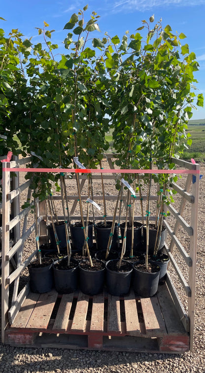 Assiniboine Poplar