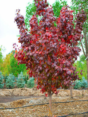Mountain Frost Ornamental Pear