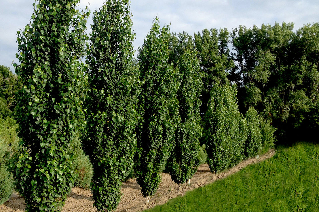 Saskatchewan's Shelterbelt Specialist Swift Tree Centre