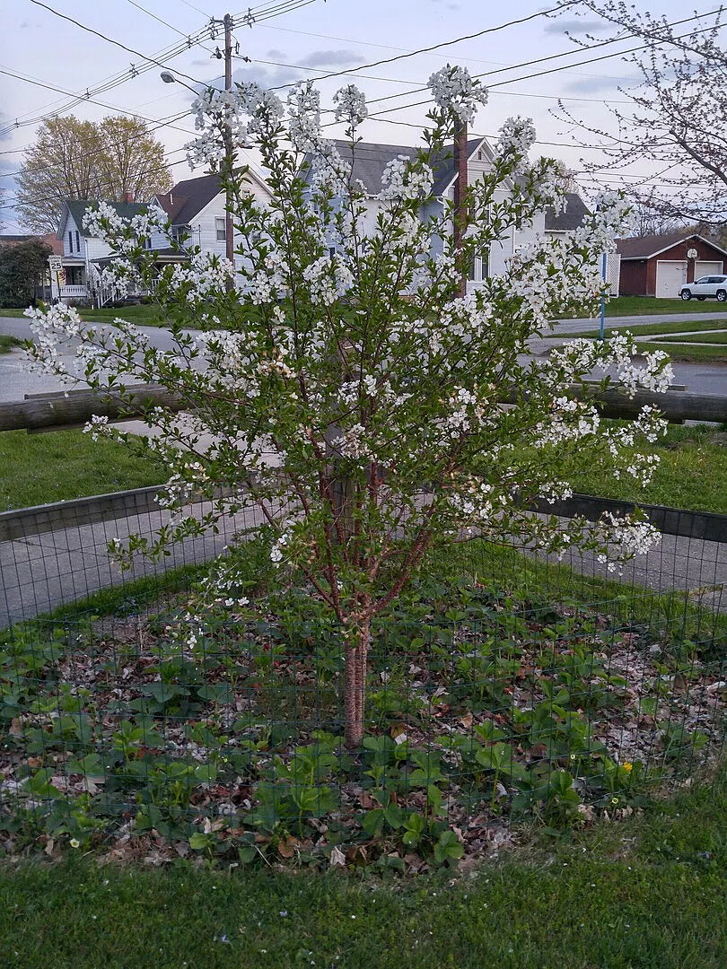 Flowering tree in a garden with houses and power lines in the background