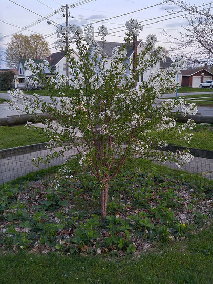 Flowering tree in a garden with houses and power lines in the background