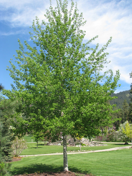 Buy Trembling Aspen