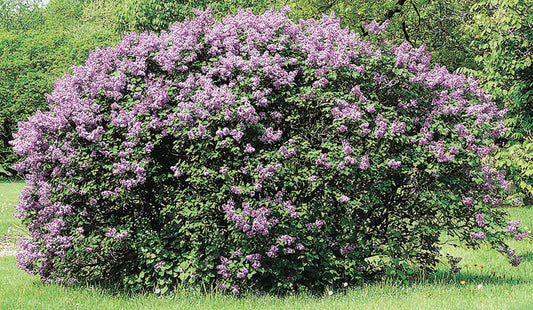 Common Lilac Tree 