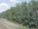 Common Caragana