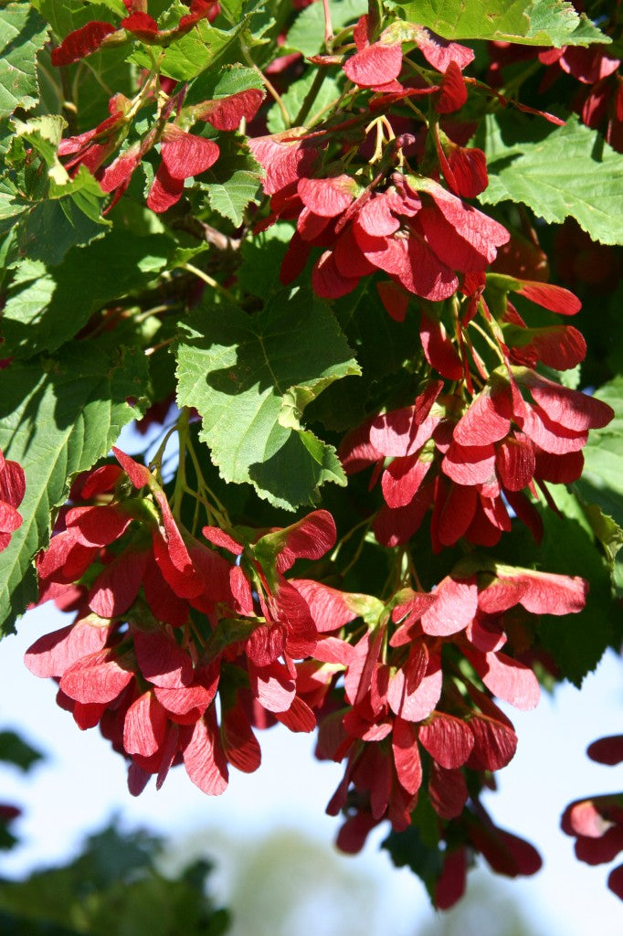 Hot Wings Maple Tree