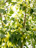 Early Gold Pear Tree