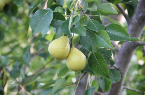 Prairie Welcome Pear Tree