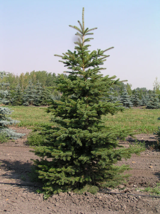 Colorado Blue Spruce 