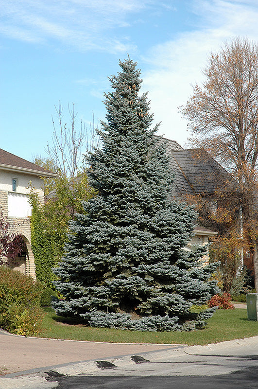 Blue Spruce Tree