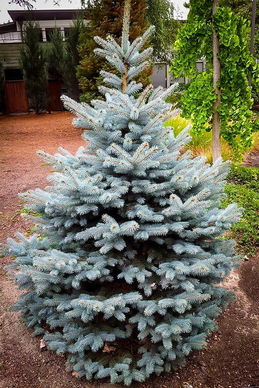 Blue Spruce Tree