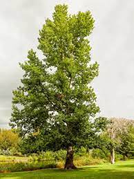 Assiniboine Poplar