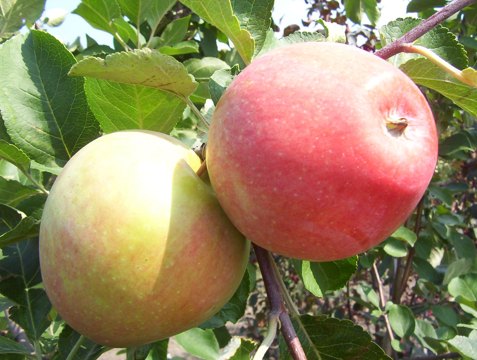 Gemini Apple Tree 