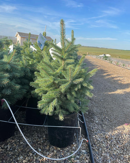 Blue Spruce Tree