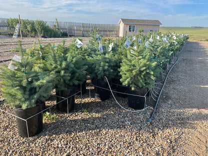 Blue Spruce Tree