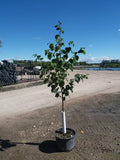 Prairie Horizon Manchurian Alder