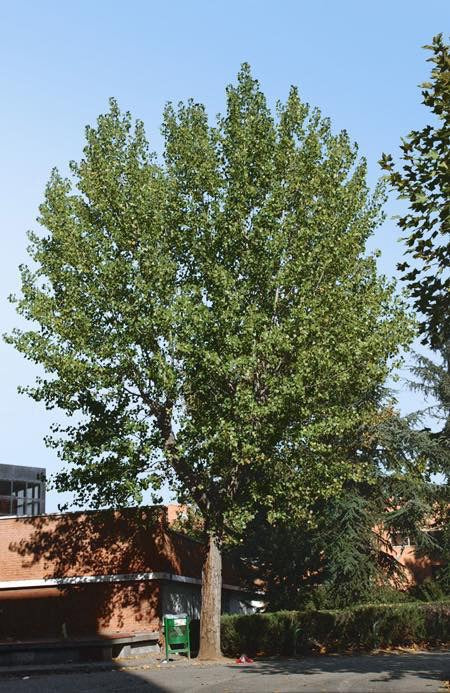 Okanese Poplar Tree 